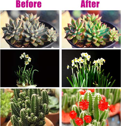 LED-светлина-за-растения-уникална