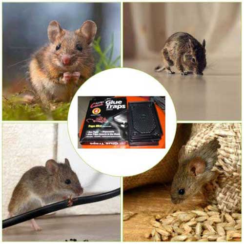 капан за мишки с качествено лепило