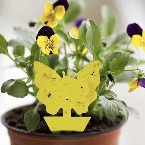 уникален лепилен капан за винени мускуси