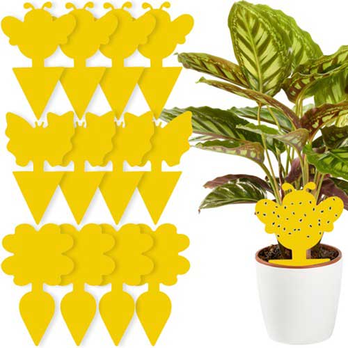 уникален лепилен капан за винени мускуси