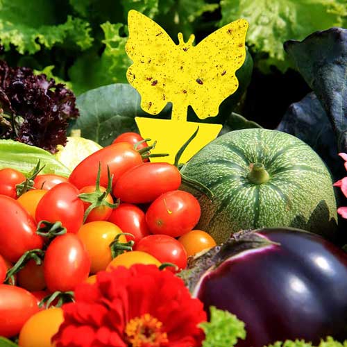 уникален лепилен капан за винени мускуси