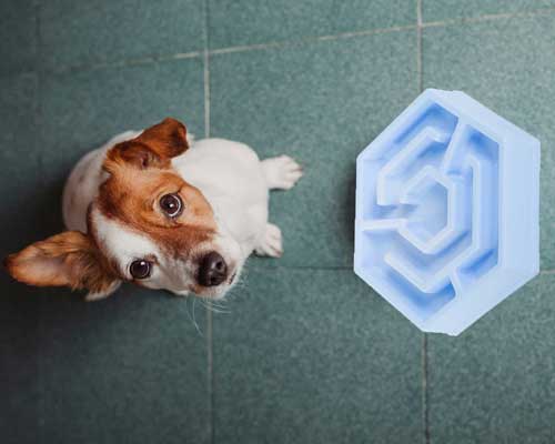 куче-и-котка-купа