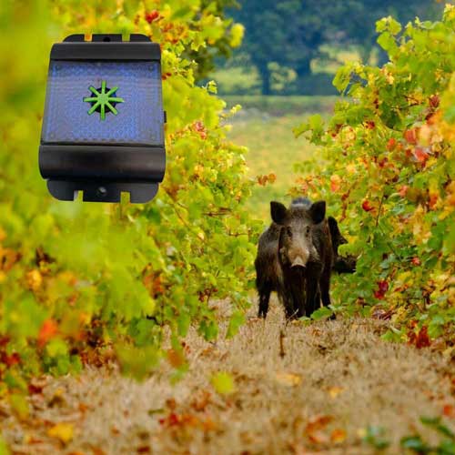 уникално-влечуго-диво-животно