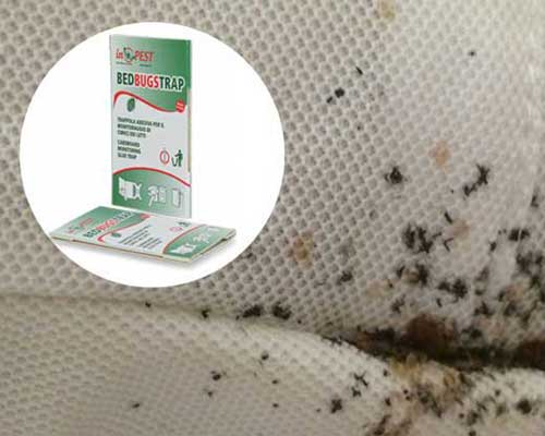 най-ефективният капан за дървеници