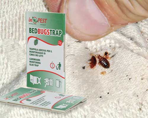 най-ефективният капан за дървеници