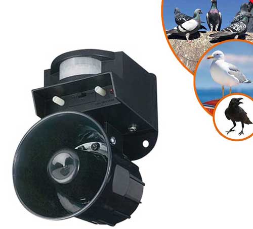 уникални-птици-звучащи-с-имитация-на-хищник