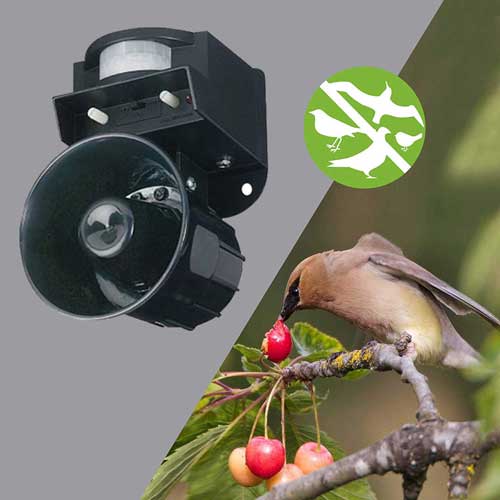 уникални-птици-звучащи-с-имитация-на-хищник