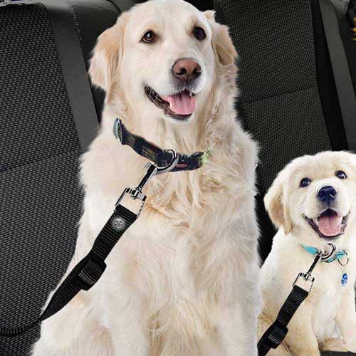 пропуск-за-кучета-безопасност