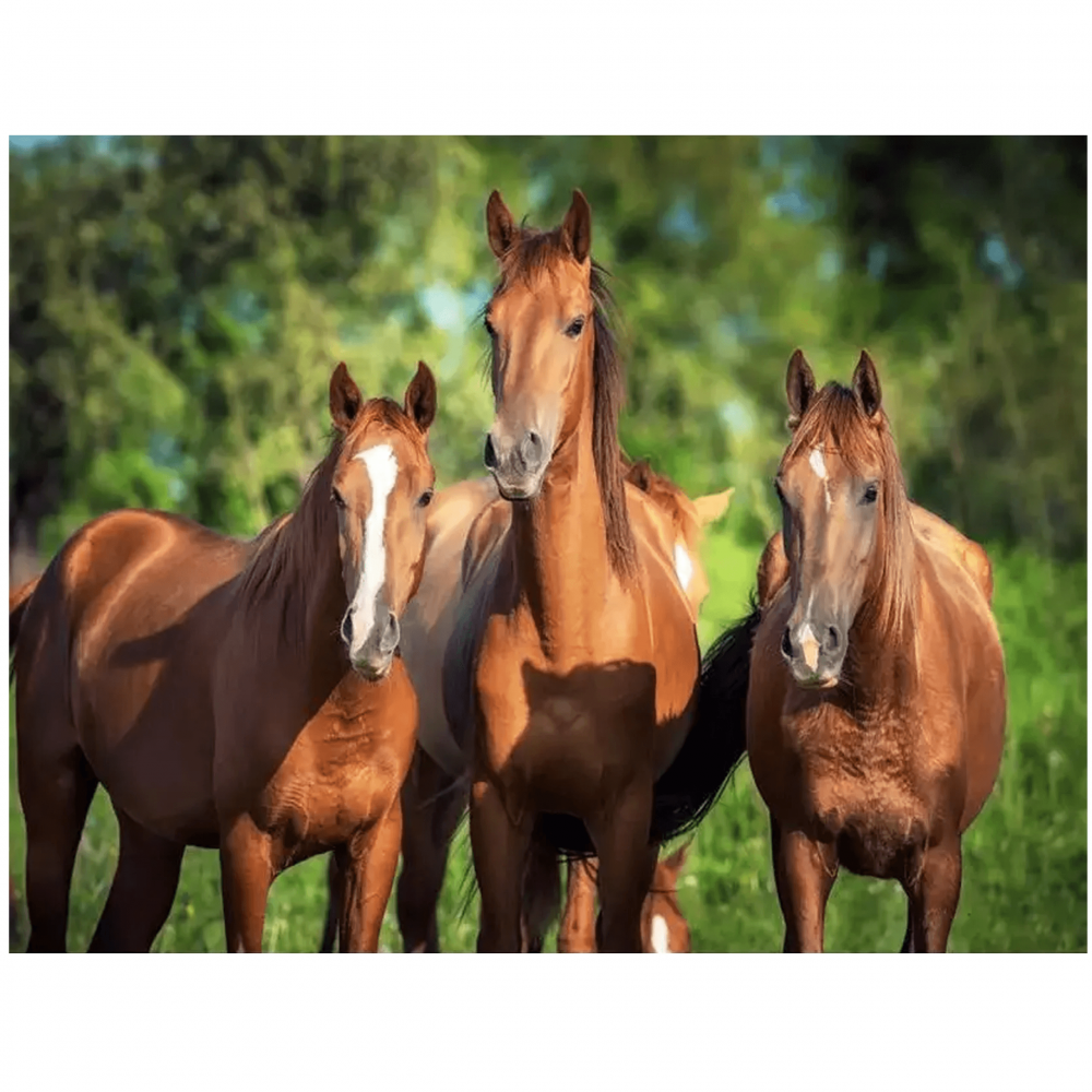 Okouzlující malování podle čísel - koně