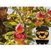 ποιοτικό απωθητικό πουλιών