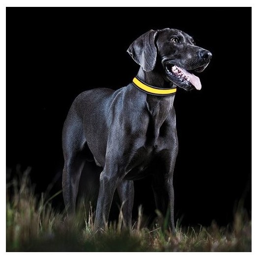 SVJETLEĆA OGRLICA ZA PSE