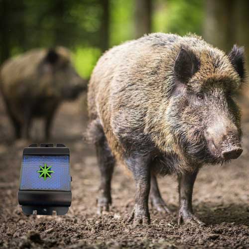 profesionalni tjerač divljih životinja