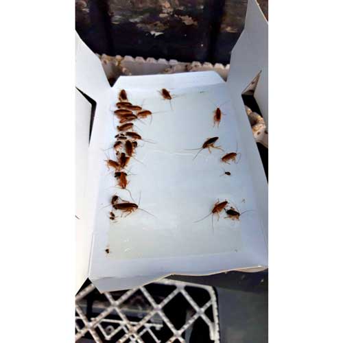 zamka za gmižuće insekte