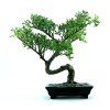 Uzgojite ga - Bonsai