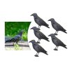 gavran ptica strašilo 5x
