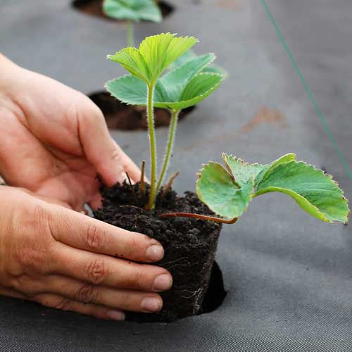 Praktikus kerti fólia a gyomok ellen