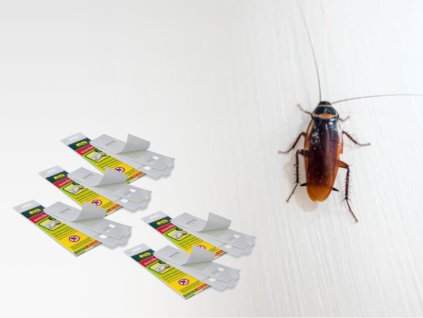 ragasztócsapda csótányok