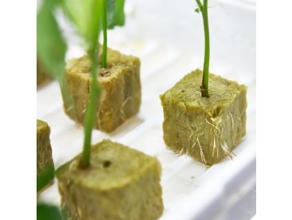 Gyom Elleni Vedofolia () Gyom Elleni Vedofolia