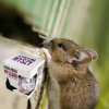 gyedi szagriasztó egerekre, patkányokra, rágcsálókra
