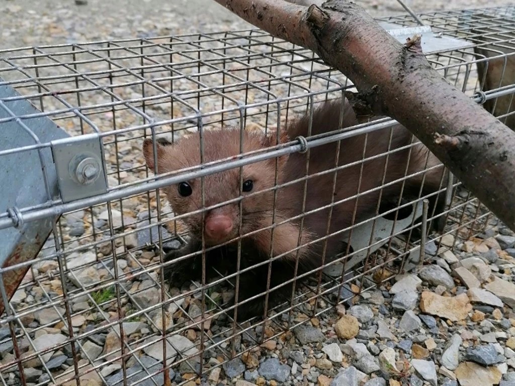 Skuteczna pułapka na kuny
