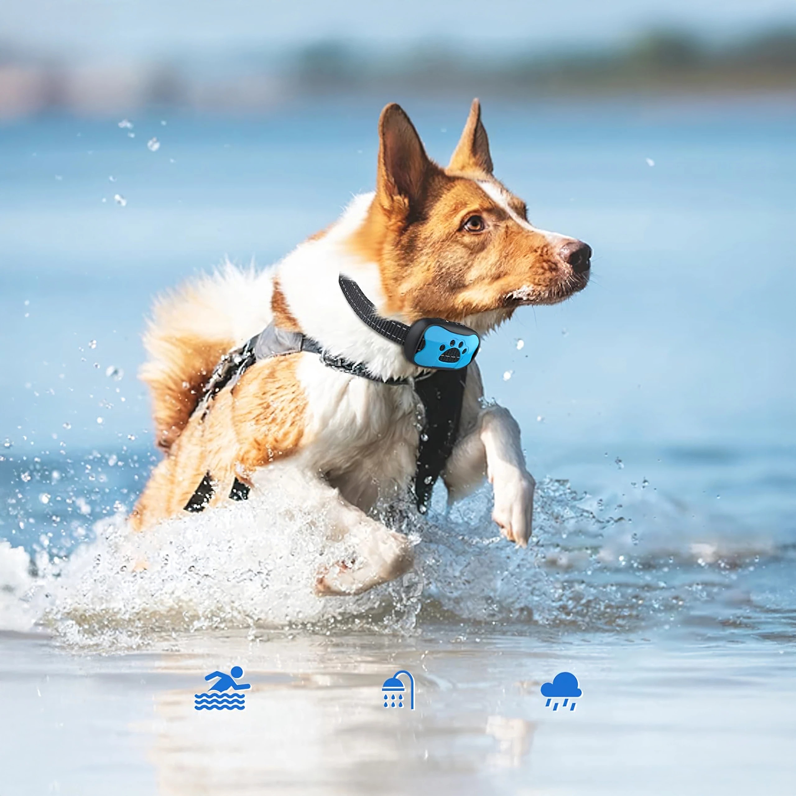 Elektryczna obroża do tresury psów