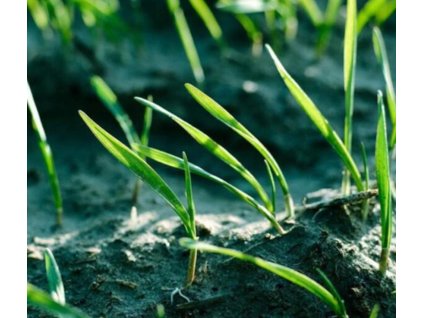 biodegradowalna mata trawiasta