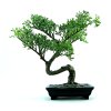 wyjątkowe bonsai