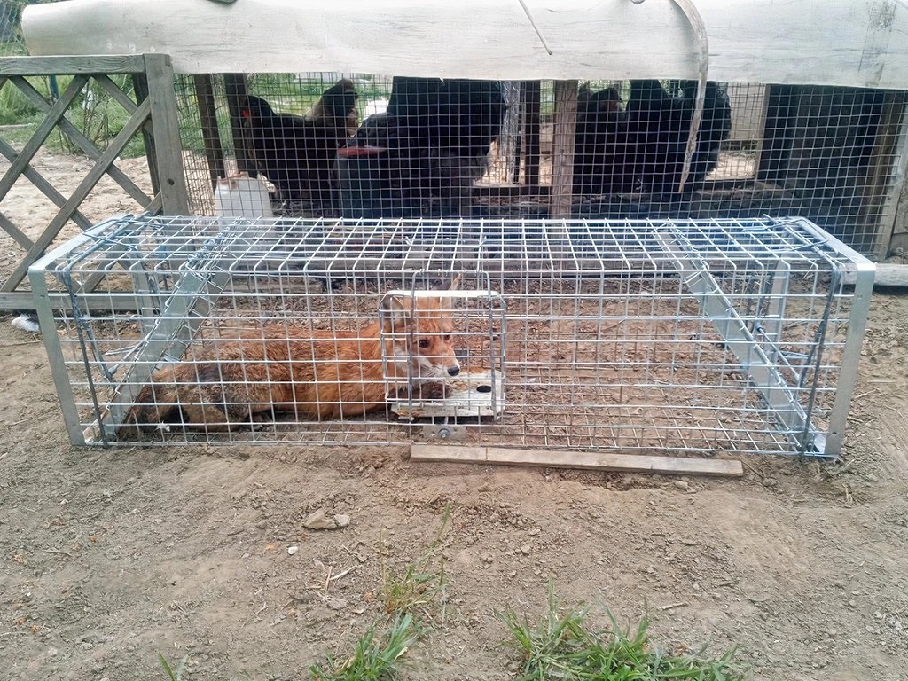 Capcană de vulpi de calitate