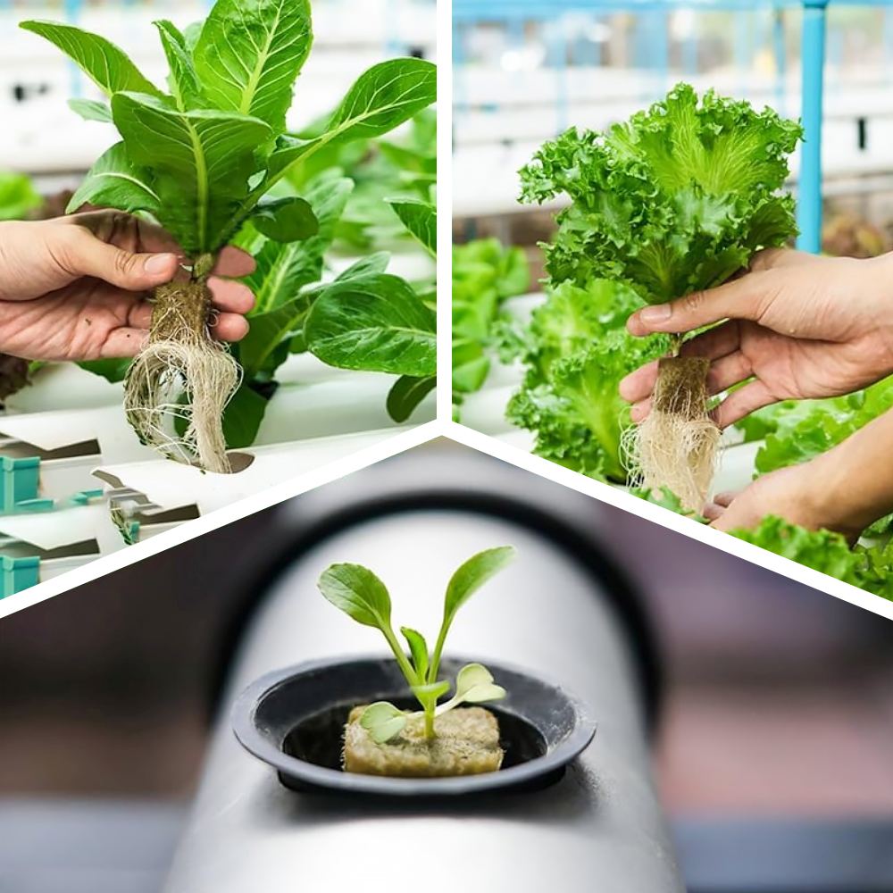 cuburi de plantare pentru răsaduri