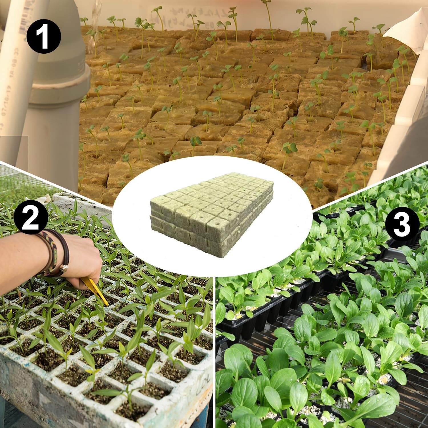 cuburi de plantare pentru răsaduri