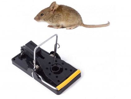 cursă de şoareci