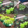 protecție fiabilă pentru plante împotriva melcilor