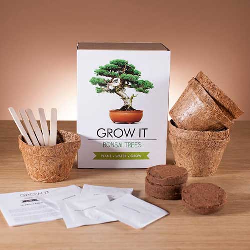 Grow it - Bonsai