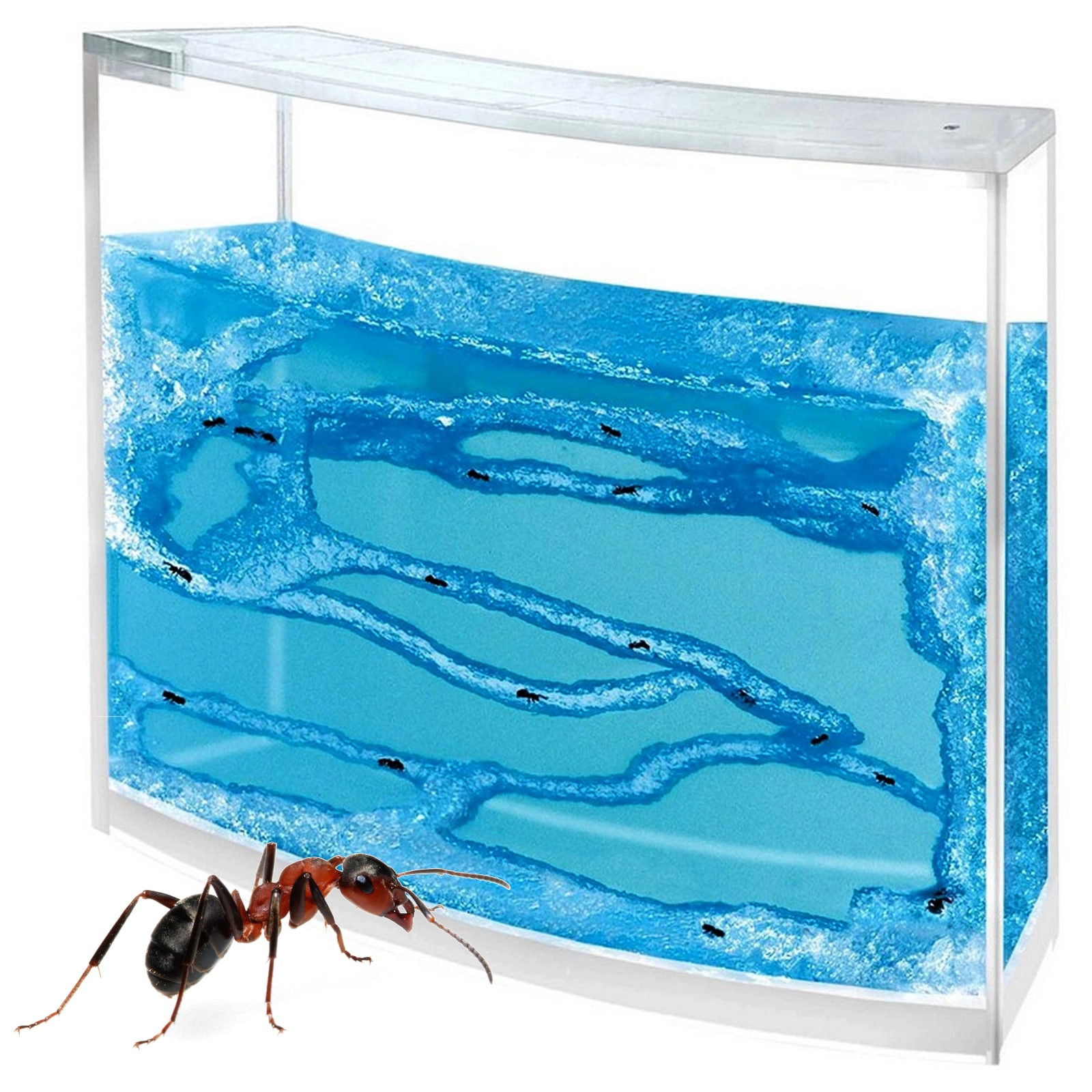 Ant farm - gel akvarij za mravlje