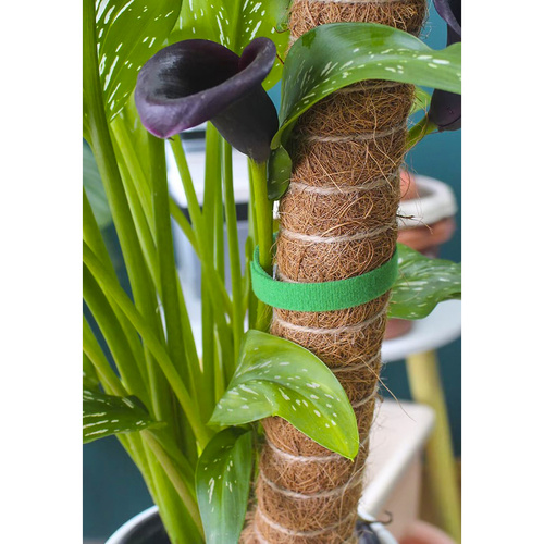 trak za rastline z ježkom