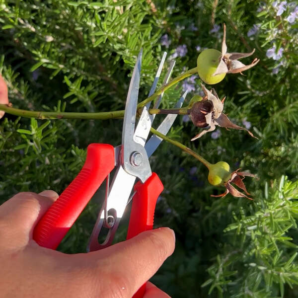 metszőolló növény metszés