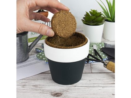 3197 grow it bonsai