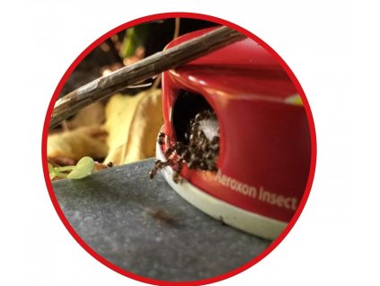 Účinná nástraha na mravce domček