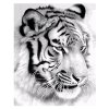 maľovanie podľa čísel - tiger12882 original 1140ac9bfdb9b9f7534b8a82c3c4fe9d jpg12882 original 1140ac9bfdb9b9f7534b8a82c3c4fe9d jpg
