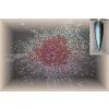 Chamäleon 5 - Rot*Lila*Olivin  Pigmenty