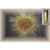 Chameleon 7 - Golden*Blue*Champagne