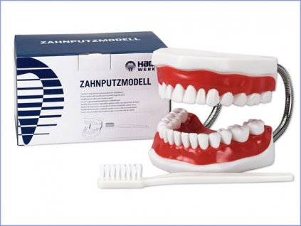 Zahnputzmodell CO 01