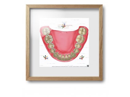 dental morpholodgy pictures.020