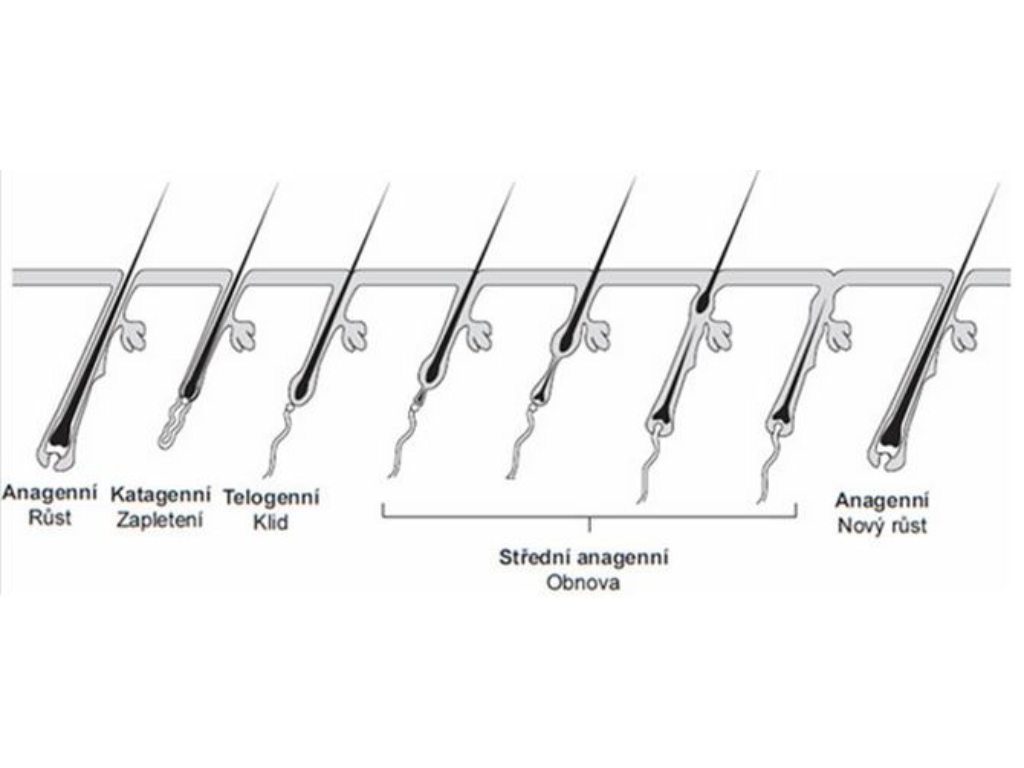 Cyklus růstu chloupků