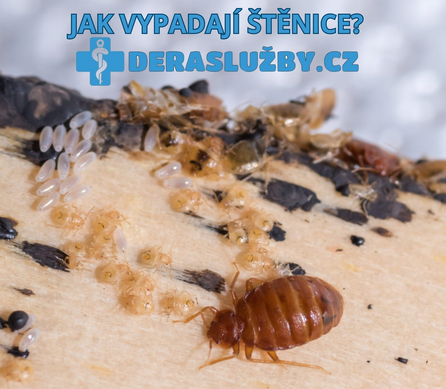 Štěnice, nymfy, vajíčka, svlečky, trus