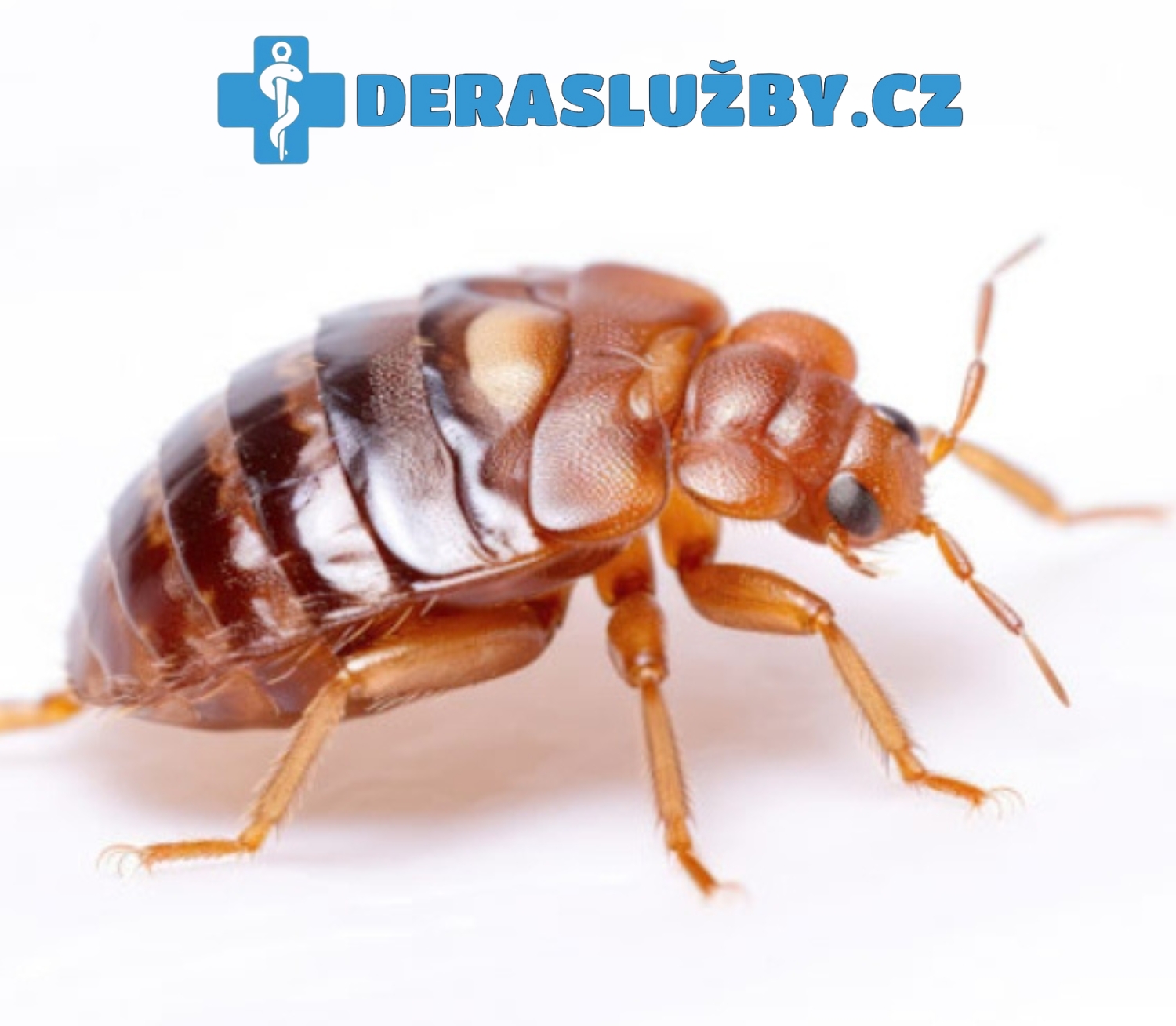Jak vypadá štěnice?