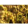 Veltlínské zelené / Grüner Veltliner vinařství WEINRIEDER
