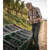 Herbst Weingut Martin Wassmer Kontrolle Pinot Noir Dottinger Castellberg