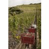 Highway to heaven Monorak rail as a trasnport aid in the steep vineyards Credits Jon Wyand