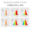ENN + DEN
